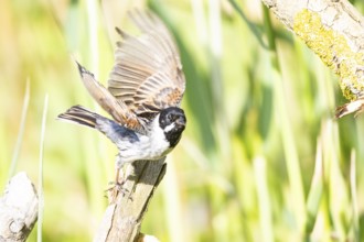 Reed bunting (Emberiza schoeniclus) ml Germany