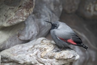 Wallcreeper (Tichodroma muraria), sitting in a rock face, Alpine Zoo, Innsbruck, Tyrol, Austria