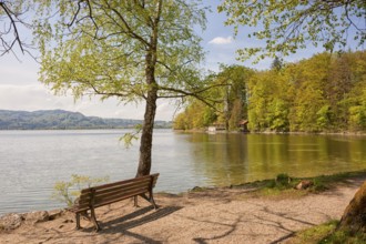 Lake Kochel, empty bench on the lakeshore, Kochel, Upper Bavaria, Bavaria