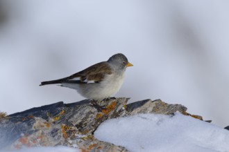Snowfinch (Montifringilla nivalis), a bird on a snow-covered rock in a quiet winter landscape,