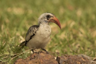 Western Red-billed Hornbill (Tockus kempi), Gambia