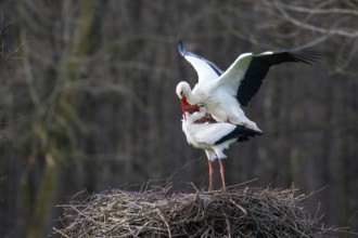 White Stork (Ciconia ciconia) pair mating, North Rhine-Westphalia, Germany