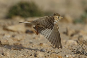 Lesser Short-toed Lark (Alaudala rufescens) flying, Fuerteventura, Spain
