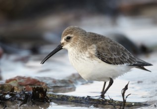Dunlin (Calidris alpina) foraging, Schleswig-Holstein, Germany