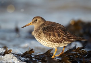 Purple Sandpiper (Calidris maritima), Schleswig-Holstein, Germany