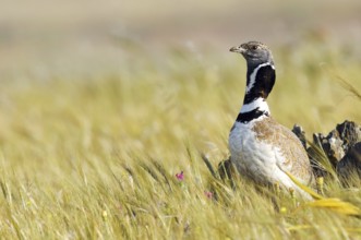 Little Bustard (Tetrax tetrax), Extremadura, Spain