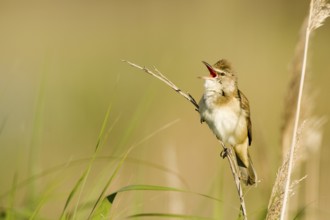Great Reed Warbler (Acrocephalus arundinaceus) singing, Castile-La Mancha, Spain