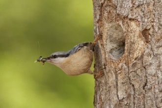 Eurasian Nuthatch (Sitta europaea), St. Gallen, Switzerland