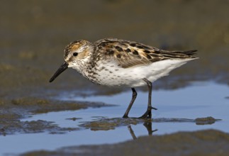 Western Sandpiper (Calidris mauri), British Columbia, Canada