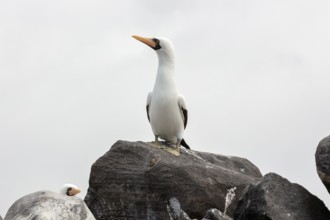 Masked booby (Sula dactylatra), Galapagos, Ecuador
