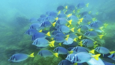 Shoal of yellowtail surgeonfish (Prionurus punctatus), underwater, Galapagos, Ecuador