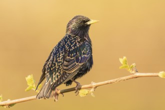 Common Starling (Sturnus vulgaris) perched on a branch, Baden-Wuerttemberg, Germany
