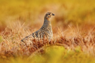 Female of Black grouse on the bog meadow. Tetrao tetrix, in marshland, Sweden. Spring mating season