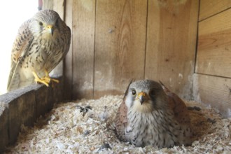 Common Kestrel (Falco tinnunculus) pair at eggs, Lower Saxony, Germany
