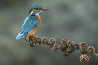 Common Kingfisher (Alcedo atthis) female perched on a branch, Lower Saxony, Germany