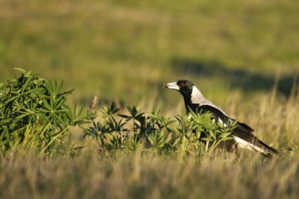 Australian Magpie (Gymnorhina tibicen) foraging, South Island, New Zealand