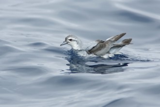 Fairy Prion (Pachyptila turtur), Victoria, Australia