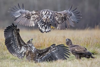 White-tailed Eagle (Haliaeetus albicilla) juvenile, Poland