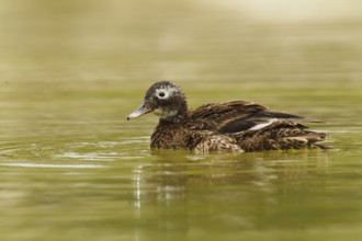 Laysan Duck (Anas laysanensis), Hawaii, USA