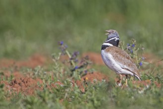 Little Bustard (Tetrax tetrax) male calling, Extremadura, Spain