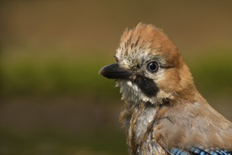Eurasian Jay (Garrulus glandarius) juvenile, Utrecht, Netherlands