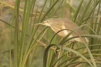Squacco Heron (Ardeola ralloides), Gambia