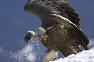Griffon Vulture (Gyps fulvus) flying, Aragon, Spain