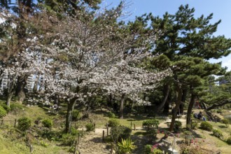 Path with blossoming cherry tree, Sakura in Shukkei-en, historical Japanese strolling garden,
