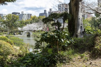 Shukkei-en with green plants, trees and Takuei-chi pond in spring, historical Japanese strolling