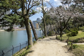 Kyobashi-gawa river and path in Shukkei-en with blossoming cherry trees in spring, Sakura,