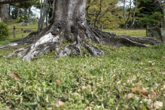 Close-up of an old tree root in the Shukkei-en, historical Japanese strolling garden, Japanese