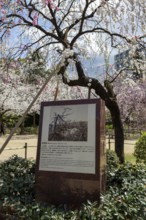 Shukkei-en with memorial stone to the atomic bombing and blossoming cherry tree in spring, Sakura,