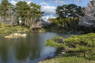 Shukkei-en with green plants, blossoming cherry trees, sakura, and Takuei-chi pond in spring,