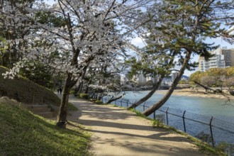 Kyobashi-gawa river and Shukkei-en with blossoming cherry trees, sakura in spring, historical