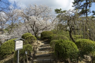 Shukkei-en with blossoming cherry trees, sakura, and green plants in spring, historical Japanese