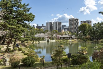 Shukkei-en with blossoming cherry trees, Sakura, Seifukan teahouse and Koko-kyo stone bridge over