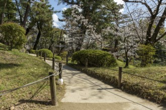 Shukkei-en with blossoming cherry trees, sakura in spring, historic Japanese strolling garden,