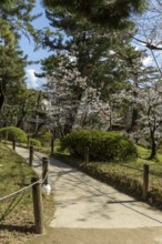 Shukkei-en with blossoming cherry trees, sakura in spring, historic Japanese strolling garden,