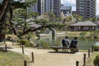 Tourists on a bench in Shukkei-en with blossoming cherry trees, Sakura, Seifukan teahouse and
