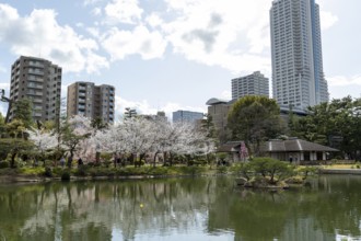 Shukkei-en with blossoming cherry trees, sakura, and Takuei-chi pond in spring, historic Japanese