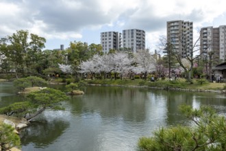 Shukkei-en with blossoming cherry trees, sakura, and Takuei-chi pond in spring, historic Japanese