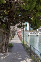 Tourist attraction, landmark, gnarled tree and blossoming cherry trees on the waterfront, Sakura,