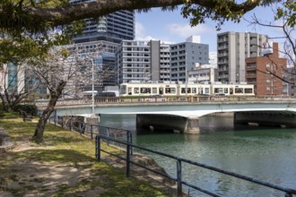 Tourist attraction, sight, blossoming cherry trees, sakura on the promenade along the Enko River,