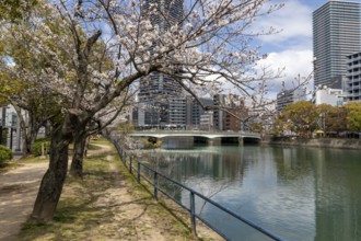 Tourist attraction, sight, blossoming cherry trees, sakura on the promenade along the Enko River,