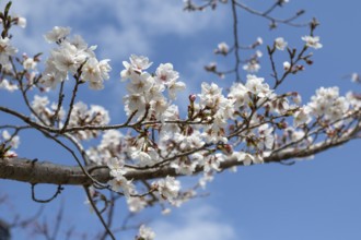 Tourist attraction, sight, close-up, branch with blossoms in front of blue sky, blossoming cherry