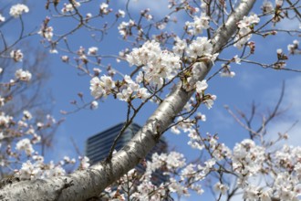 Tourist attraction, sight, close-up, branch with blossoms in front of blue sky, blossoming cherry
