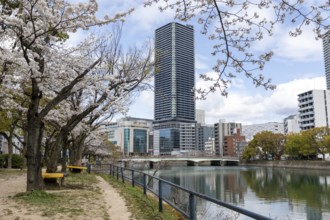Tourist attraction, sight, blossoming cherry trees, sakura on the promenade along the Enko River,