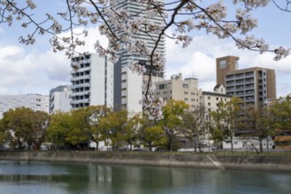 Tourist attraction, sight, blossoming cherry trees, sakura on the promenade along the Enko River,