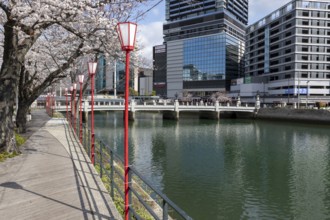 Tourist attraction, landmark, lanterns and blossoming cherry trees on the promenade, Sakura, modern
