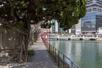 Tourist attraction, landmark, gnarled tree and blossoming cherry trees on the waterfront, Sakura,